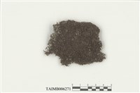 藏品(耳葉蘚屬)的圖片